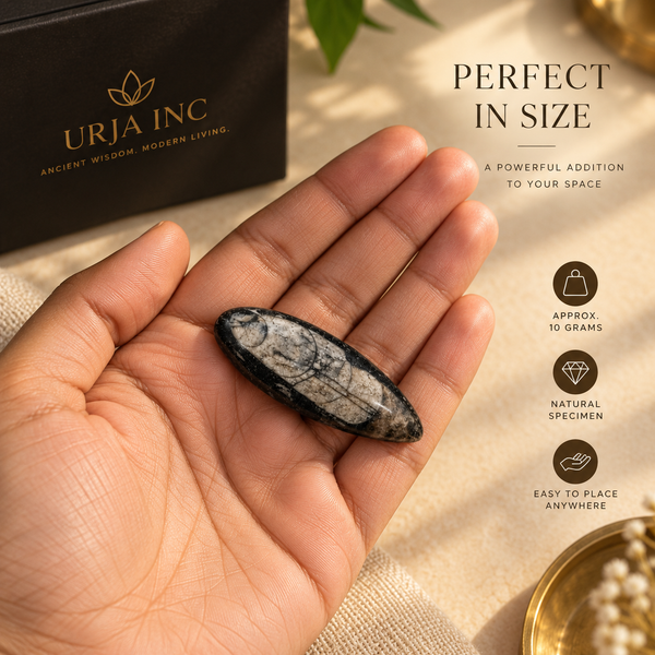 Kuber Stone - Natural Orthoceras Fossil
