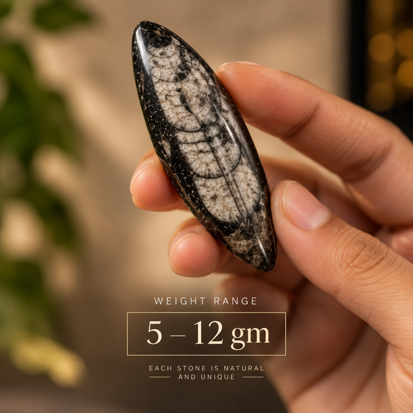 Kuber Stone - Natural Orthoceras Fossil